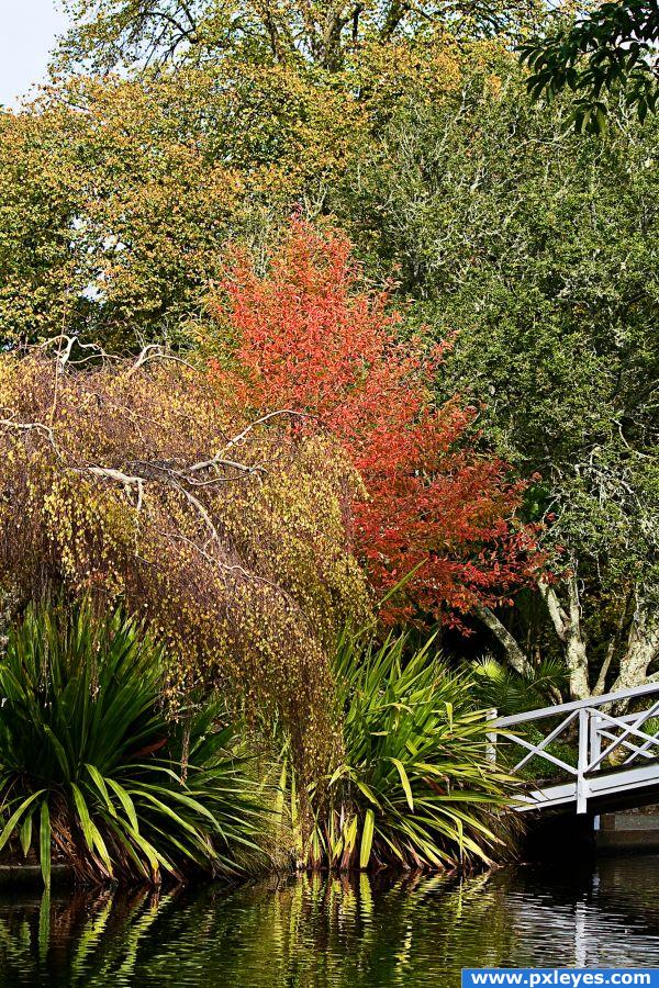 Trees and bridge